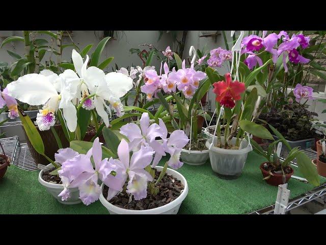 Сезон цветения Cattleya mossiae ОТКРЫТ!