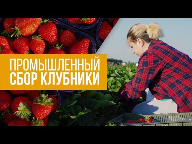 Промышленный сбор клубники | ООО "Ягодные поля"