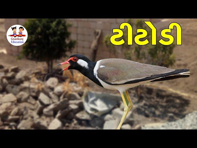 Titodi | Birds | Titodi Sound | Gyankunj Education | ટીટોડી | lapwingbirds | પક્ષી