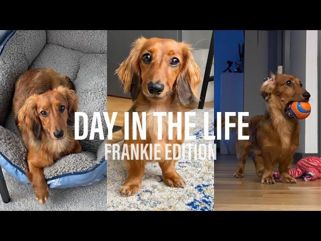 Day In The Life Of My Mini Dachshund!