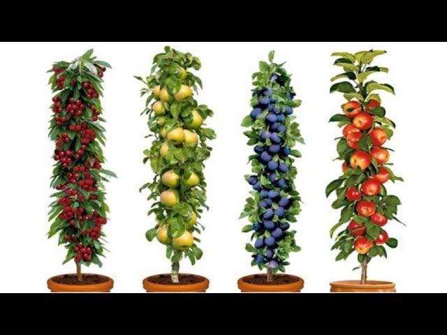 Dwarf Fruit Trees To Grow When Space Is Limited