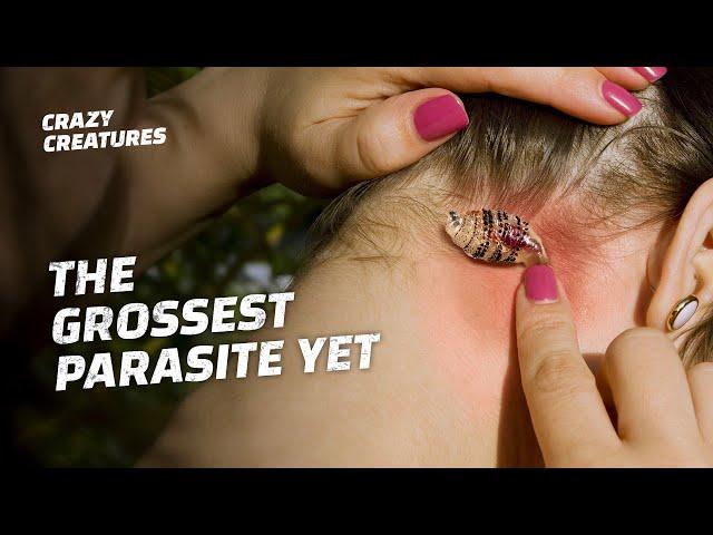 Botflies Are the Grossest Parasites on Earth