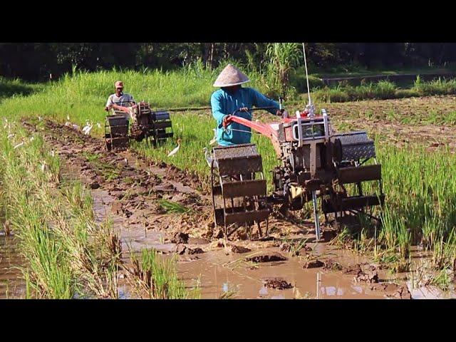 Balapan Traktor  !! 2 Traktor Sawah Bekerja Bersama 1 Lahan