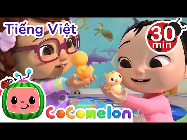 Tập Đếm Với Gà Con | CoComelon Tiếng Việt | Nhạc cho Trẻ em | Bài hát Ru ngủ