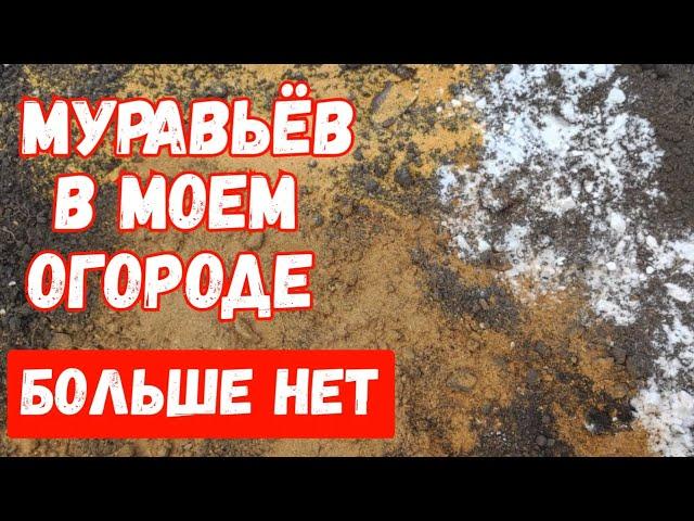 МУРАВЬИ не любят ЭТО пара КАПЕЛЬ и они уйдут! СУПЕР СПОСОБ ИЗБАВИТСЯ ОТ ТЛИ, 7 эффективных средств