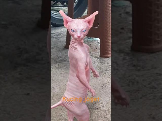 kucing pink joget