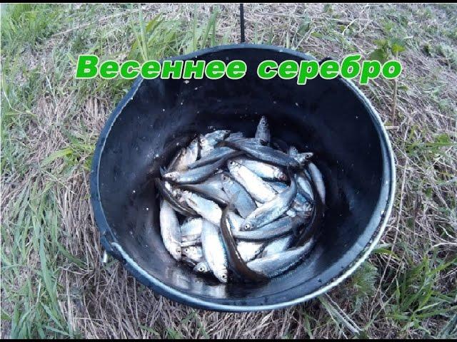 "Весеннее серебро" - ловля крупной уклейки на болонскую удочку