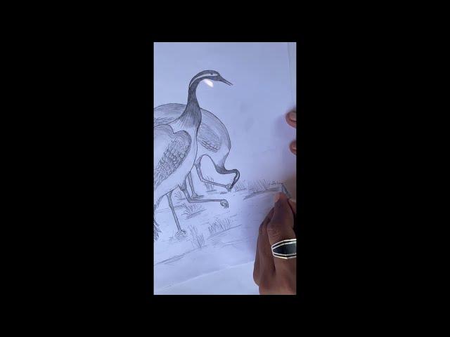 Drawing ️ crocodile  and siberian crane#2