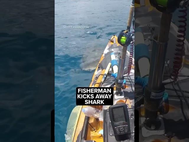 Video shows shark attack kayak off Hawaii shore