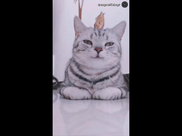 Cute smiling cat   | Cute Cat Videos #shorts