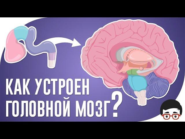 Как устроен головной мозг