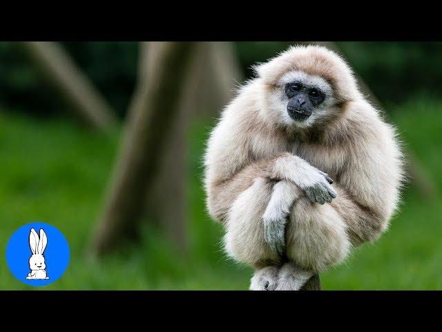 Cute Gibbons Playing & Climbing