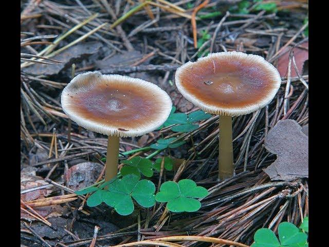Какие грибы растут зимой.  Денежки или Коллибия масляная.