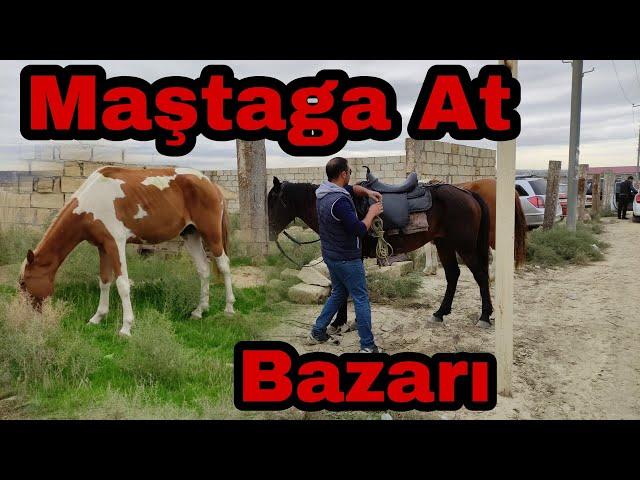 Maştaga At Bazarı. Atların Satisi 10.10.2021