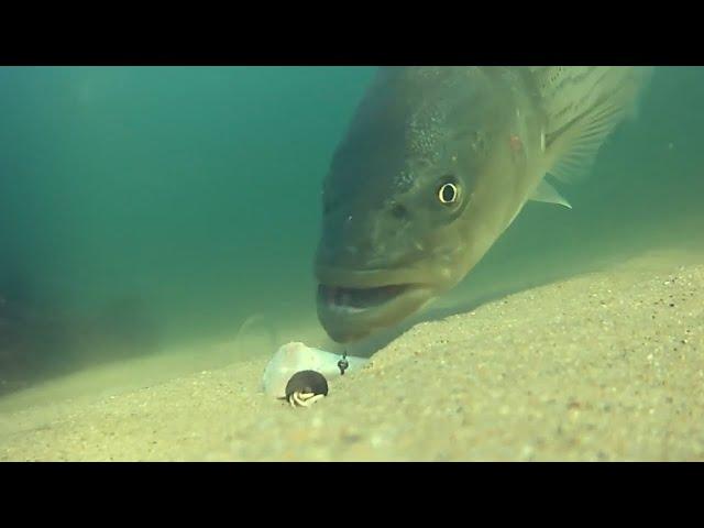 Eye-Opening Underwater Footage of Cut Bait Fishing for Striped Bass!