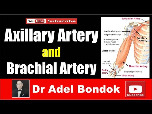 Axillary Artery and Brachial Artery, Dr Adel Bondok