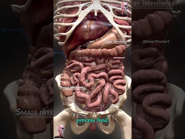 Anatomy of internal Organs 