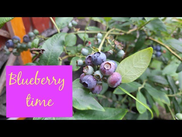  Picking Blueberries for the First Time in my London Garden Harvest Time 🫐 Blueberry Duke 
