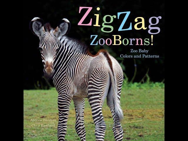 Zig Zag ZooBorns: Zoo Baby Colors and Patterns