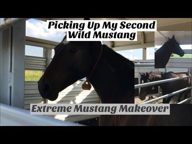 Picking Up My Second Wild Mustang | Extreme Mustang Makeover 2019