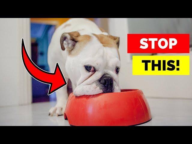 Why Your Dog Hates Their Food Bowl—and What to Do About It!