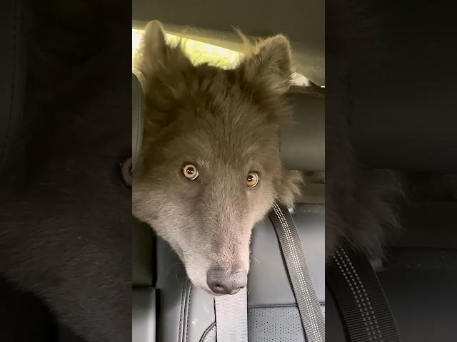 HUGE BLUE WOLF WITH YELLOW EYES #werewolf #direwolf #yelloweyes #bluewolf #bluewolfdog #wolf