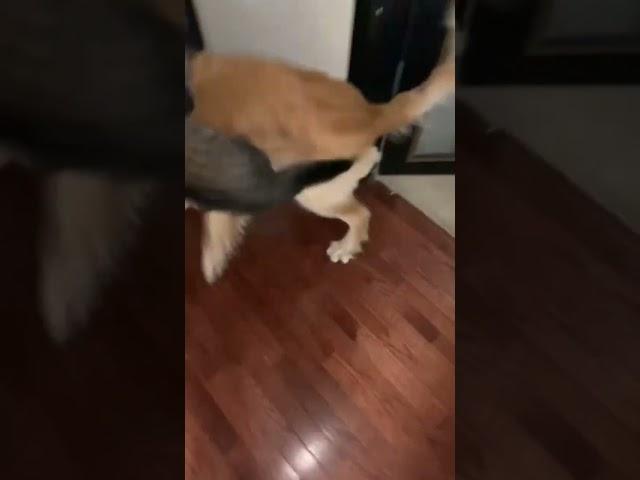 Cats and Dog fight #fighttok #dogsoftiktok #catsoftiktok #funny #fyp | Tiktok cay jay #foryou #fyp