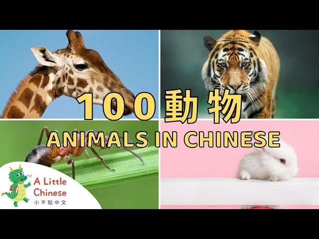 100 Animals in Chinese | 一百種動物的中文名稱 | Educational Video For Kids to Learn Chinese