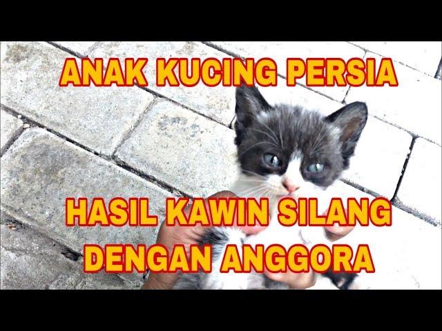 Perkembangan anak kucing persilangan persia dan anggora