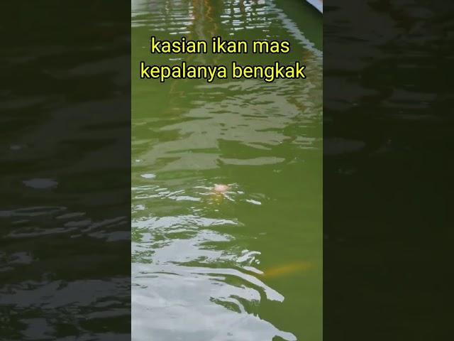 fenomena kepala ikan membesar karena penyakit