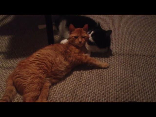 Orange Tabby & Tuxedo Cat Grooming Session