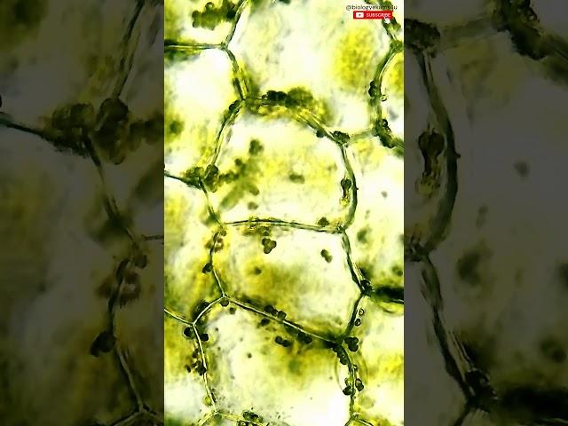 Plant cells under Microscope  #biologyexams4u