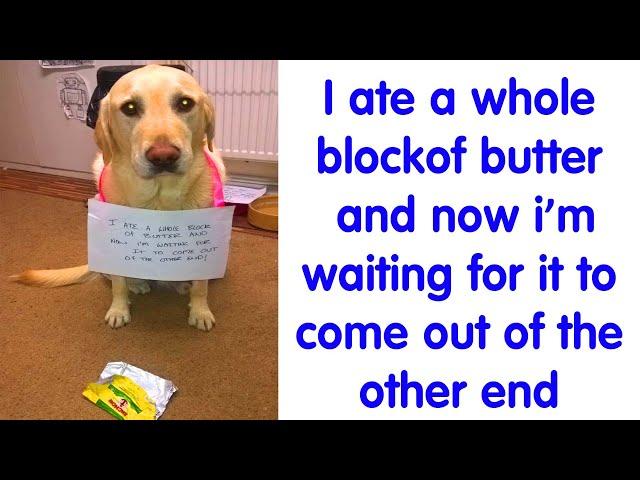 50 Cutest Pets That Got Shamed Publicly For Being Naughty (PART 7)