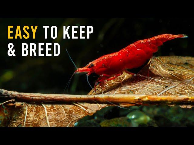 How To Care For Red Cherry Shrimp - The ULTIMATE GUIDE For Beginners!