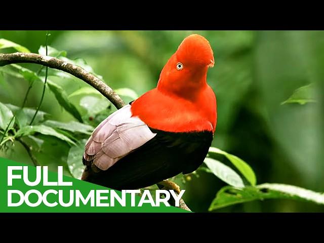 Wild Colombia | Part 1: Colombia's Wild Coast | Free Documentary Nature