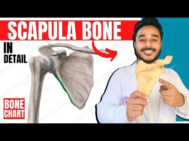 scapula bone anatomy 3d | anatomy of scapula bone attachments anatomy | bones of upper limb