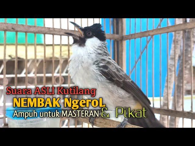 Suara Burung Kutilang Gacor ASLI Tanpa isian, Ampuh untuk Pikat Kutilang bikin kutilang Ribut gacor