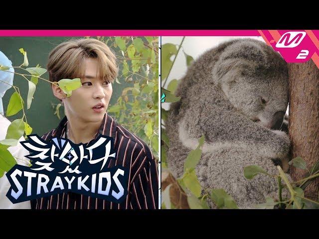 (ENG SUB) [Finding SKZ] Baby kangaroos and koalas steal Stray Kids’ heart (They’re so cute) | Ep.2