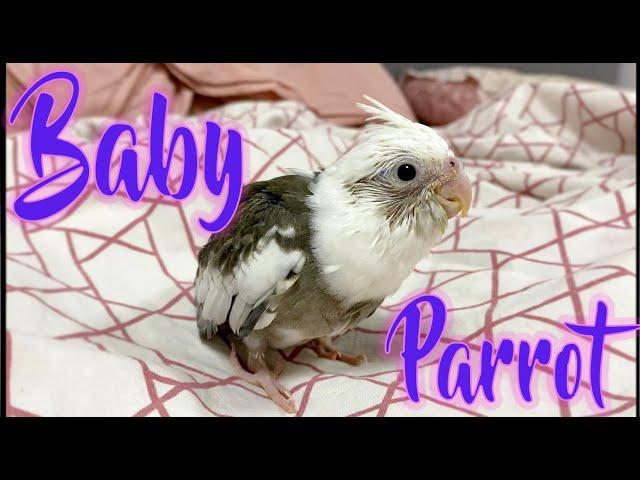 Бебе Корела, галене и гушкане / Baby Cockatiel scratching and cuddling