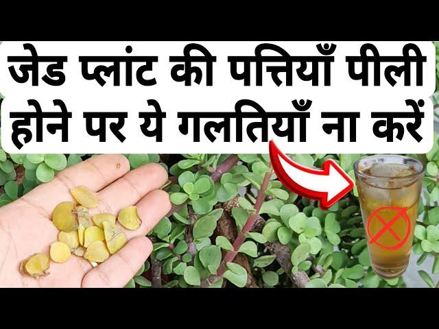 ️ लगातार बारिश से अपने जेड प्लांट को मरने से बचाये  // Jade Plant ki pattiyo ka pila hona