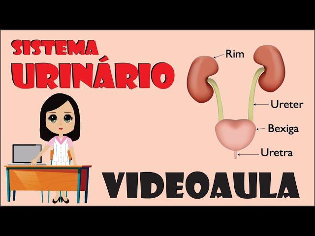 Sistema Urinário