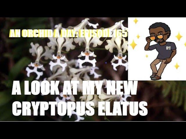 #NEWORCHID AN ORCHID A DAY : EPISODE 165  A LOOK AT CRYPTOPUS ELATUS