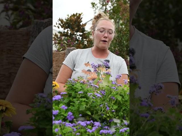 Want a Native Perennial for a Wet Shady Spot? What About Bright Blue Autumn Flowers? GET BOTH!!