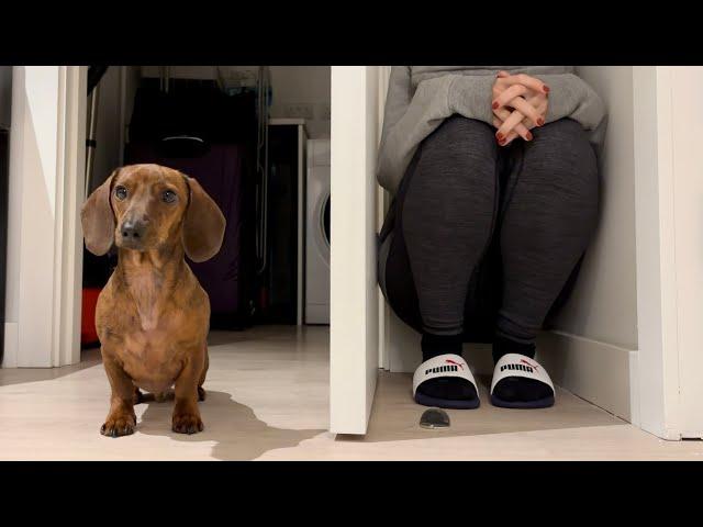 Mini dachshund plays hide and seek in the new apartment