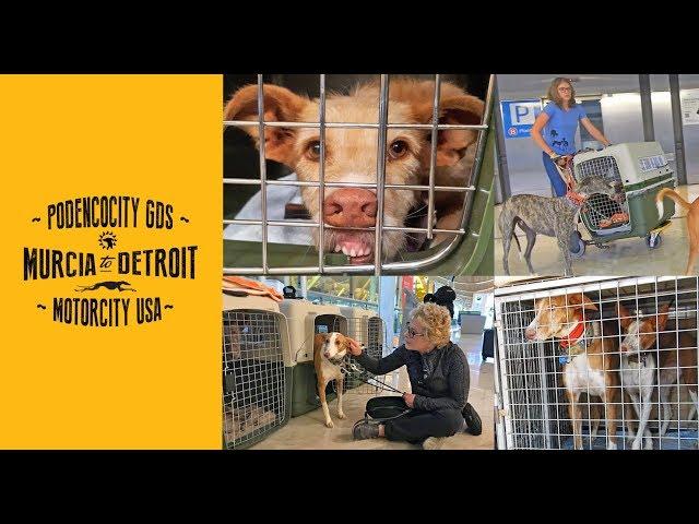 Ten lucky dogs travel to Motorcity USA!