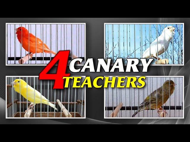 The Best CANARY Teachers 12h Training Song