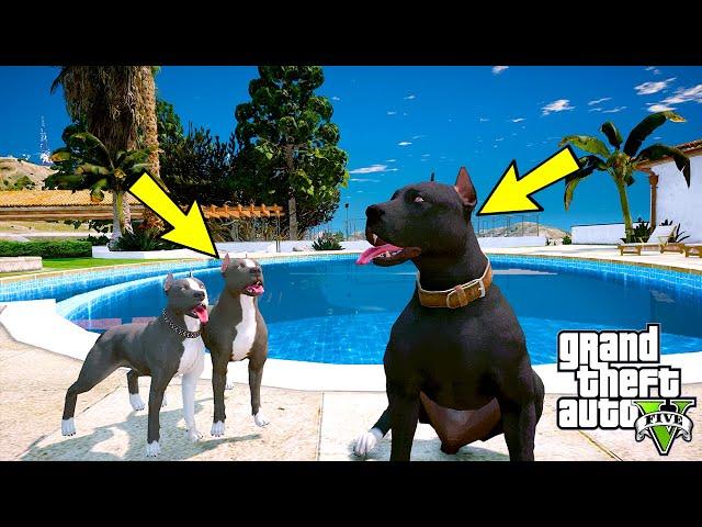 YAVRU PİTBULL ABİSİ TYSON'DAN ÖZÜR DİLİYOR! - GTA 5