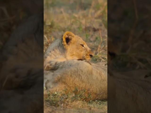 lion | king of the savannah as a cub  #animaldocumentary #naturedocumentary #lion #lioncubs