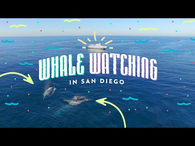 The Ultimate Whale Watching Tour - One Bright Idea