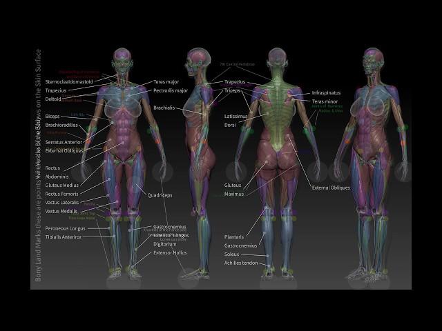 ZBrush Human Anatomy for beginners